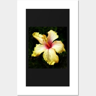 Hibiscus Posters and Art